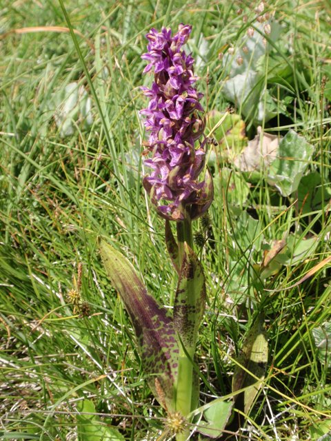 D. incarnata subsp. cruenta 7.JPG