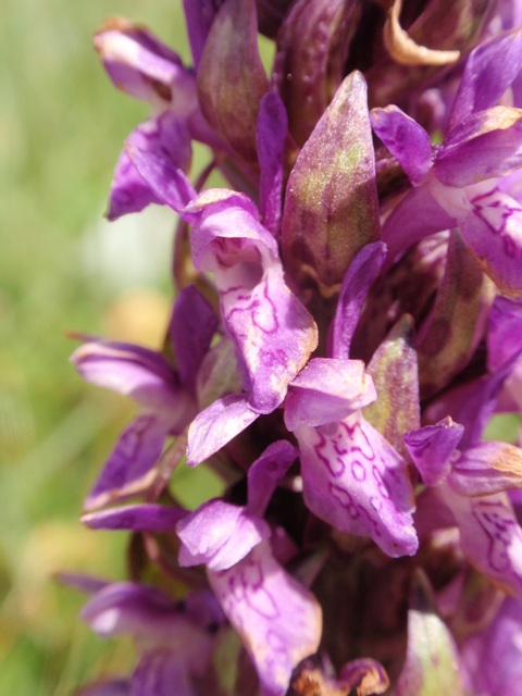 D. incarnata subsp. cruenta 8.JPG