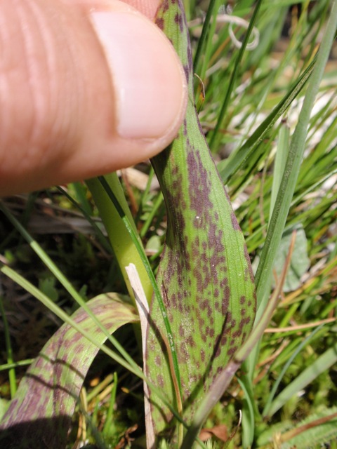 D. incarnata subsp. cruenta f.1.JPG