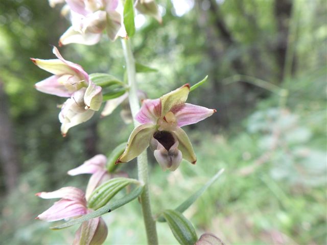 Epipactis (1).JPG