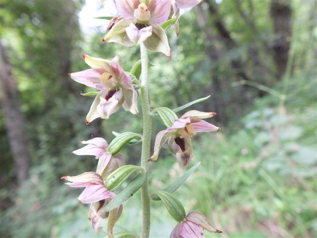 Epipactis (2).JPG