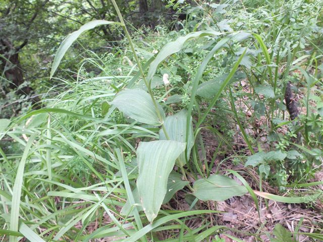 Epipactis (3).JPG