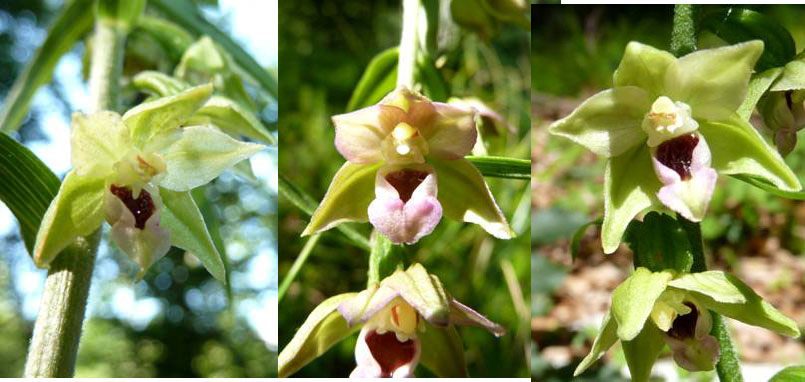 fiore2.jpg