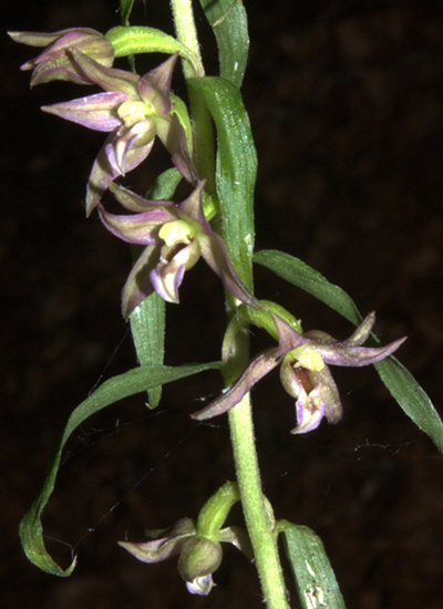 Epi 2010_4799.jpg