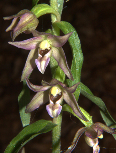 Epi 2010_4801.jpg