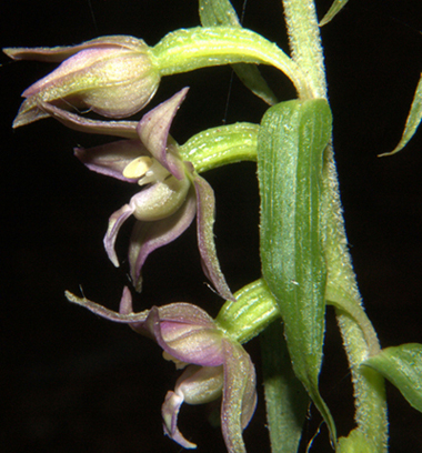 Epi 2010_4802.jpg