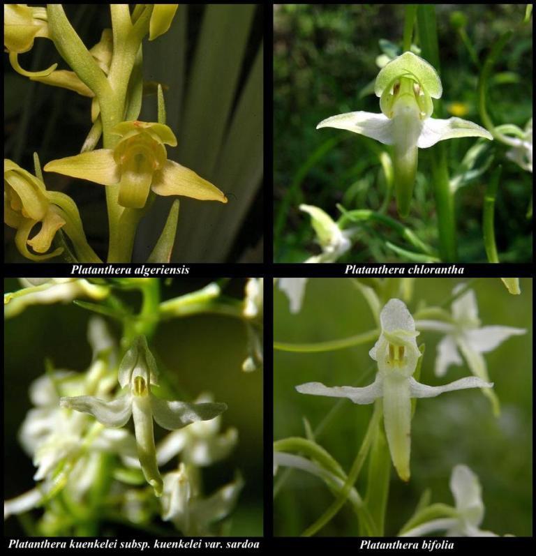 Platanthera - confronto2.JPG