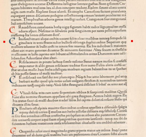 Plinio il Vecchio, Cynosorchis LAT 3.JPG