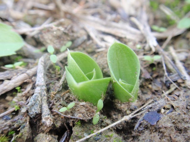 N.tridentata.JPG