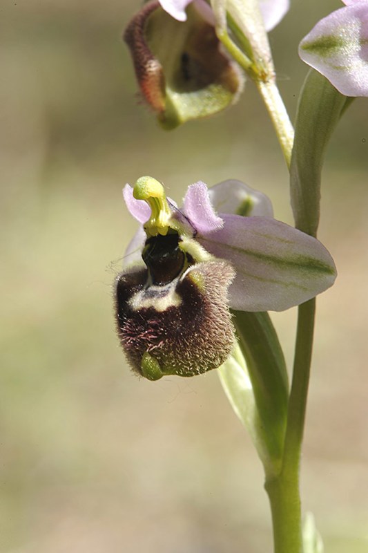 3Ophrys-ibrido.jpg