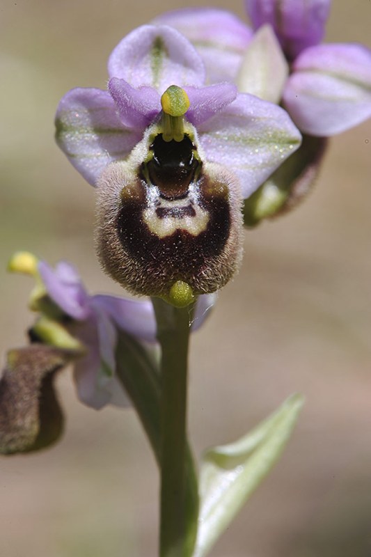 4Ophrys-ibrido.jpg