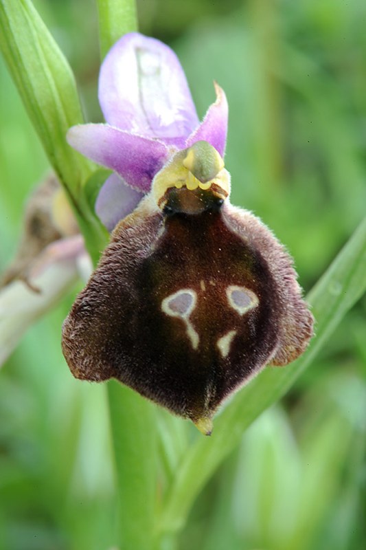 01Ophrys-argolica-sub-biscu.jpg