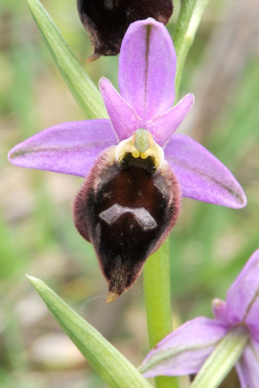 02Ophrys-argolica-sub-biscu.jpg