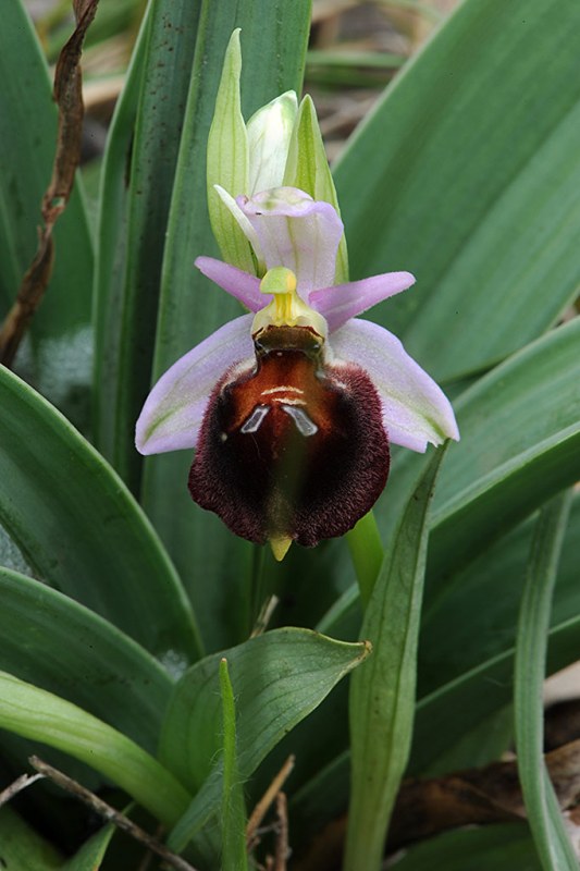 03Ophrys-argolica-sub-biscu.jpg