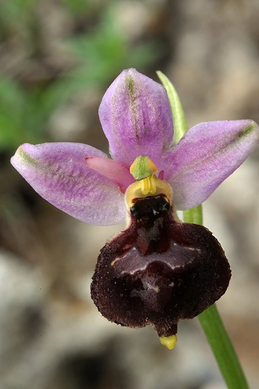 04Ophrys-argolica-sub-biscu.jpg