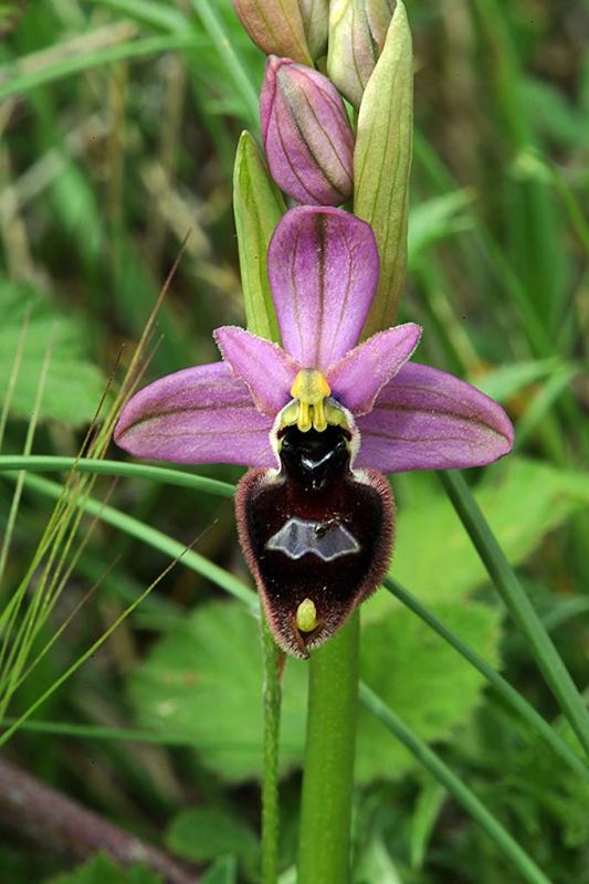 05Ophrys-argolica-sub-biscu.jpg