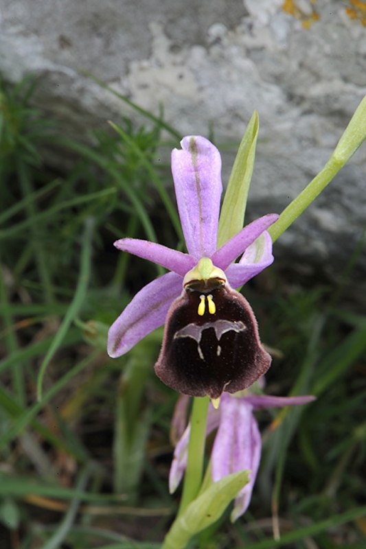 06Ophrys-argolica-sub-biscu.jpg