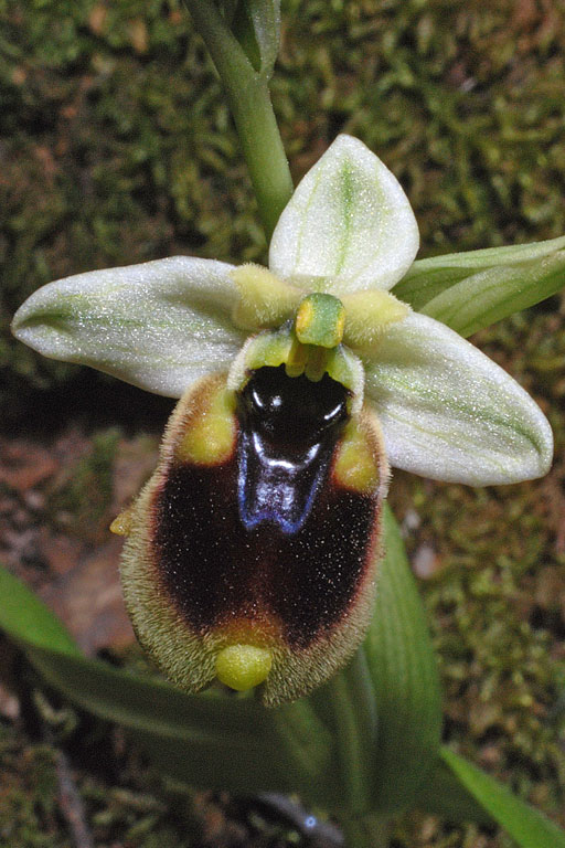 Ophrys normanii (4).jpg