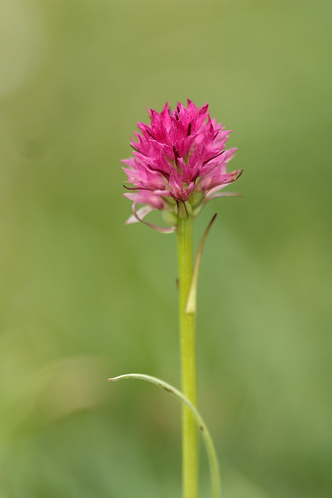 Nigritella sp (5).JPG