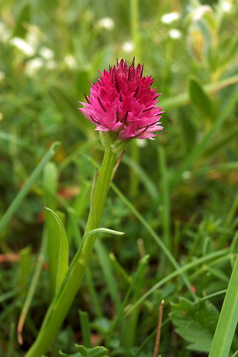 Nigritella sp (6).JPG