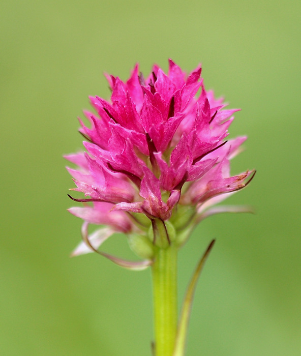 Nigritella sp (7).JPG