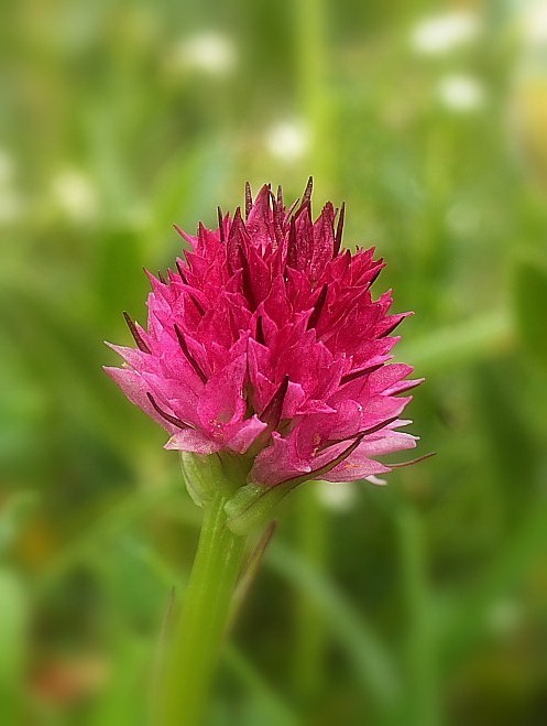 Nigritella sp (8).JPG
