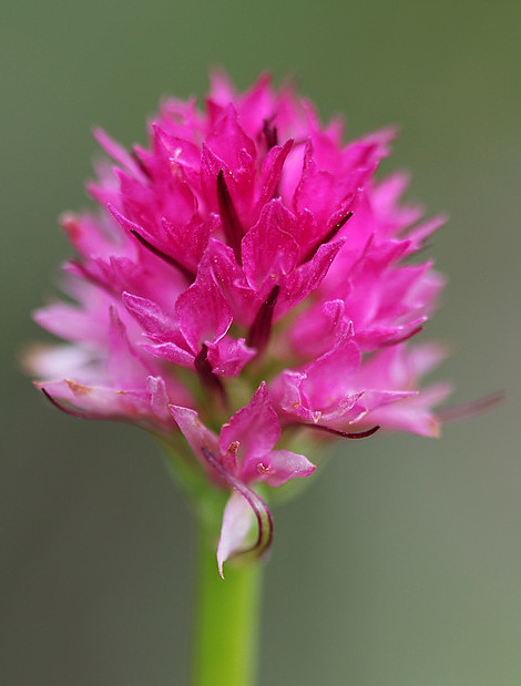 Nigritella sp (2).JPG