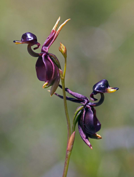 Duck Orchid 1.PNG