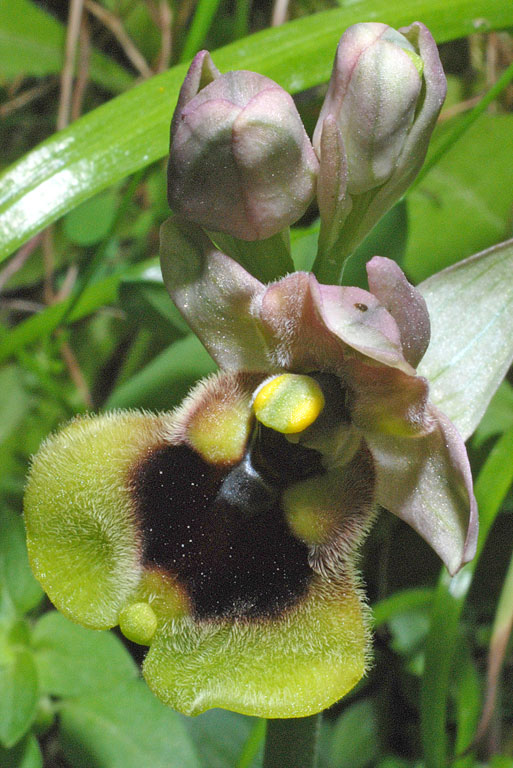 Ophrys normanii (9).jpg