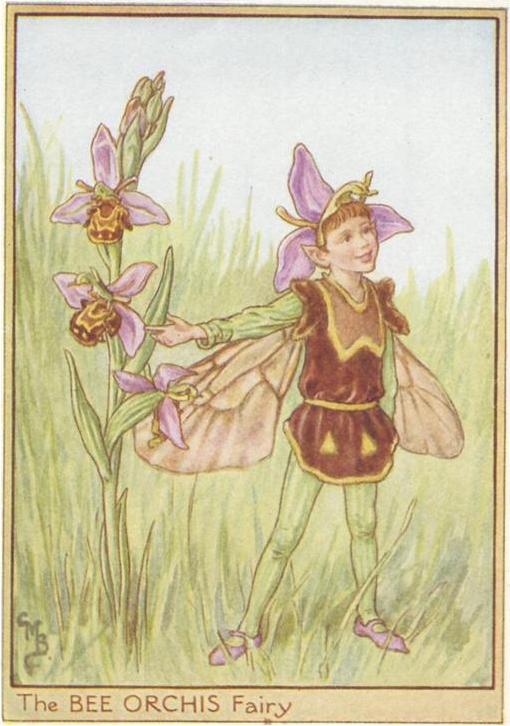 Cicely Mary Barker - The BEE ORCHIS Fairy.JPG