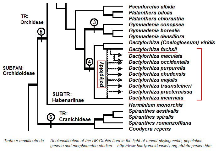 Hybrid origin of Dactylohirza majalis s.s., D. traunsteineri e D. ebudensis.PNG