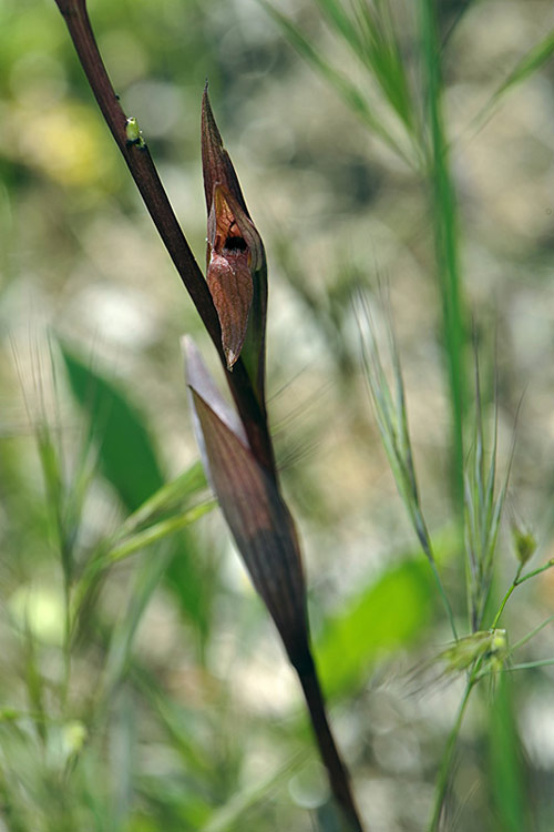 1Serapias-bergonii.jpg