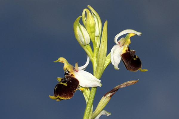 13i-ophrys-sp.-XMG_7704.jpg