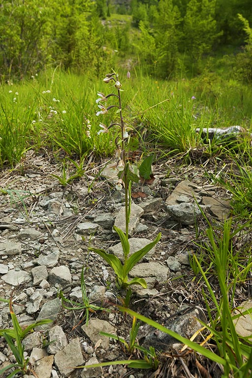 Epipactis palustris (1).jpg