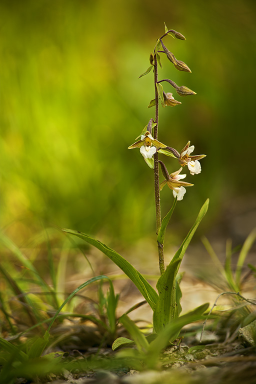 Epipactis palustris (3).jpg