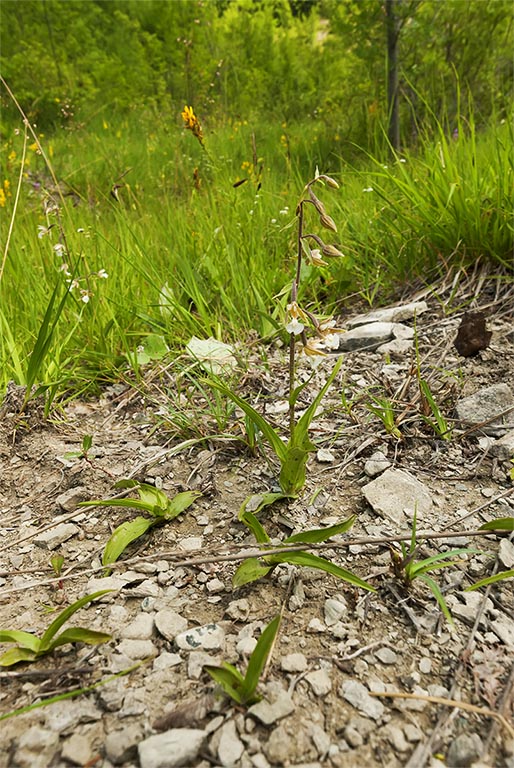 Epipactis palustris (2).jpg