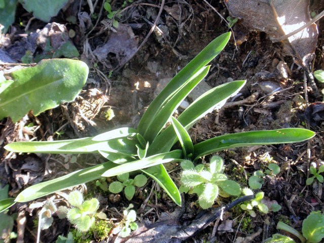 Anacamptis coriophora.JPG