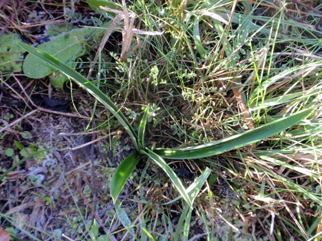 Anacamptis pyramidalis.JPG