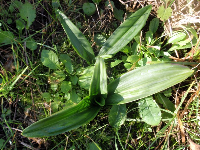 Himantoglossum adriaticum.JPG