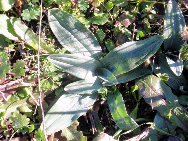 Ophrys fuciflora.JPG