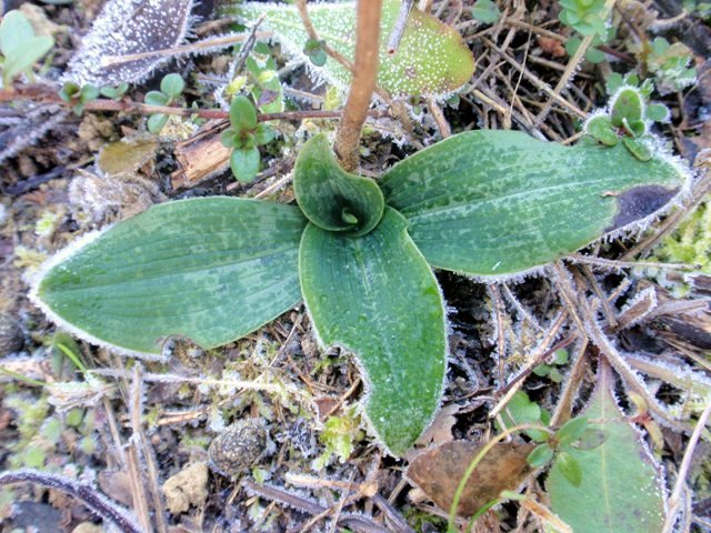 Ophrys sphegodes.JPG