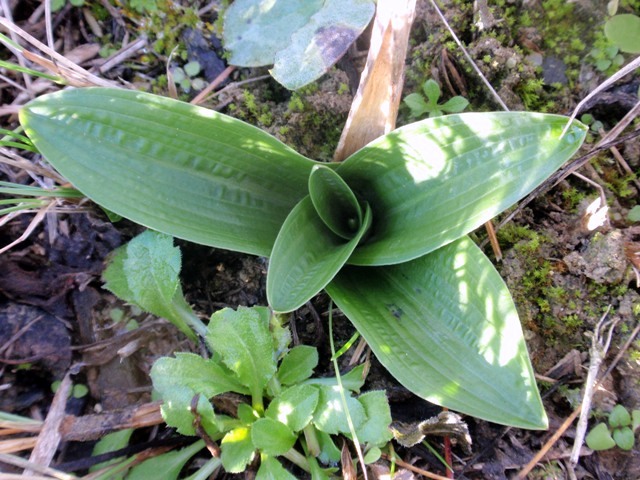 Orchis anthropophora.JPG