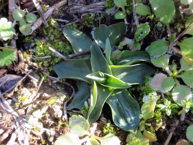 Spiranthes spiralis.JPG