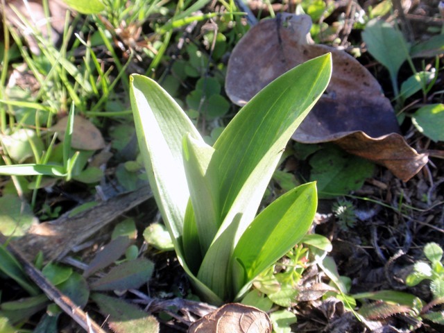 Ophrys insectifera.JPG