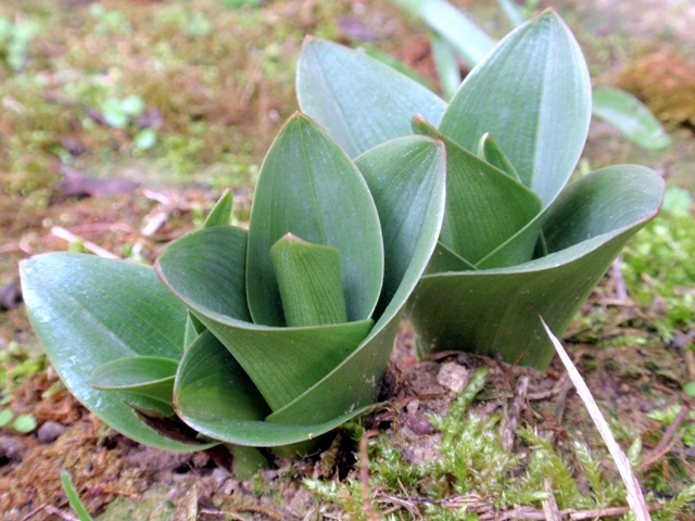 Orchis purpurea.JPG