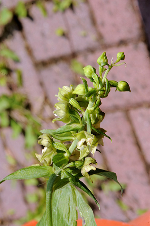 1Epipactis-muelleri.jpg