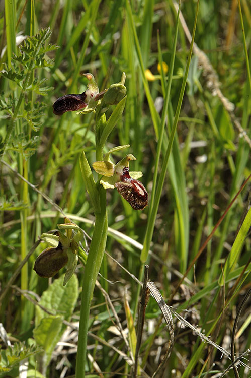 5Ophrys-sphegodes.jpg