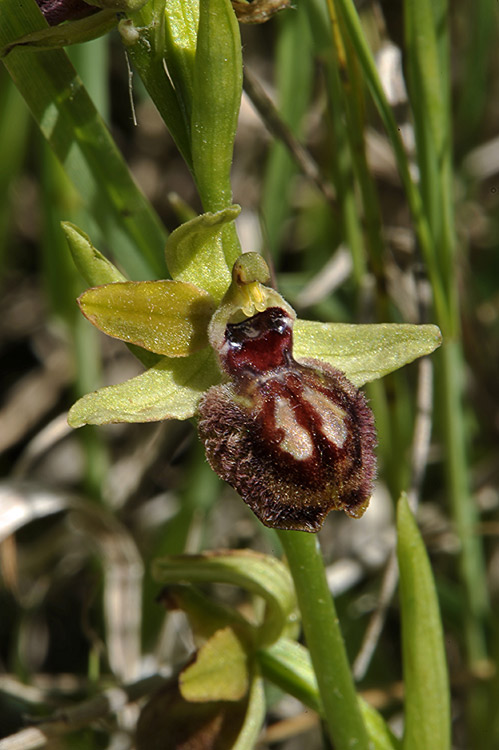 6Ophrys-sphegodes.jpg