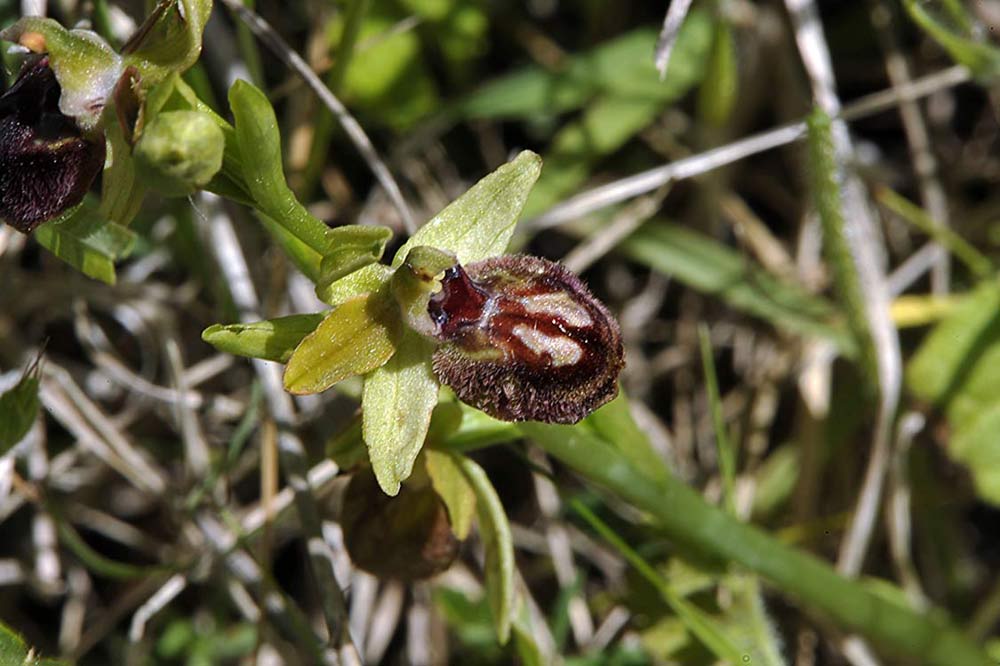 Ophrys-sphegodes.jpg