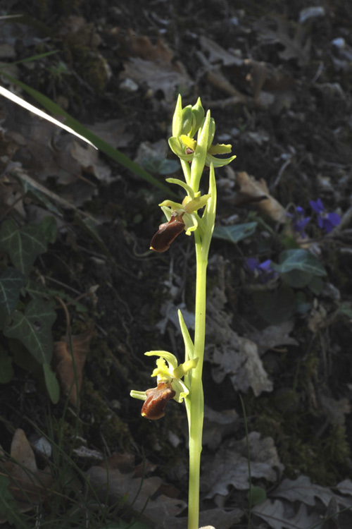 1Ophrys-sphegodes.jpg